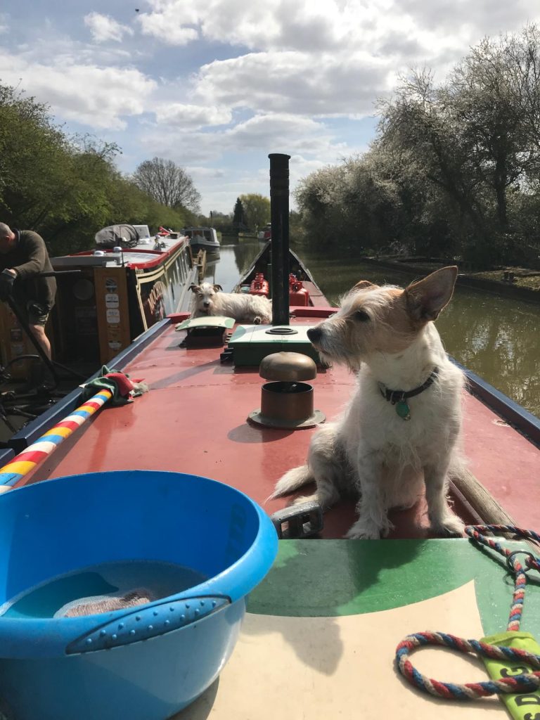 Kat the Dog on the canal boat